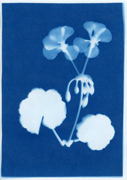 天竺葵，天竺葵品种图片下载