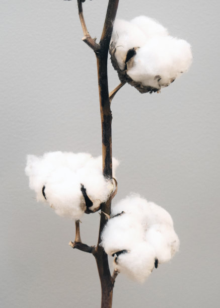 棉花图片下载
