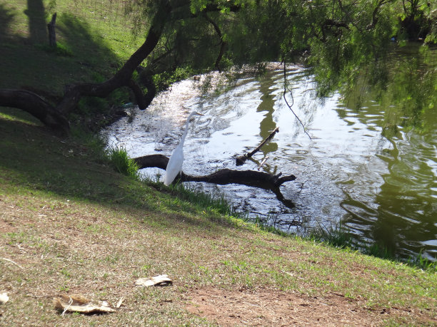 白鹤在湖岸图片下载