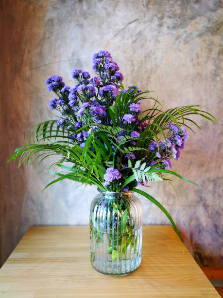 藿香houstonianum花图片下载