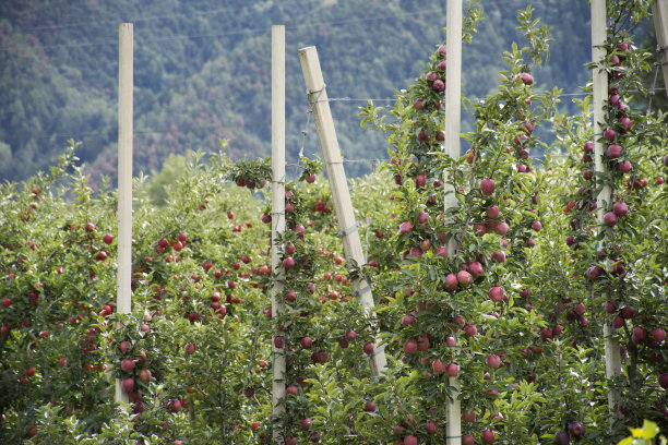 意大利乡村的苹果农场图片下载