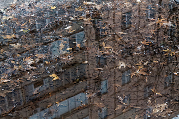 倒影在水坑中的树枝和建筑，城市的背景图片下载