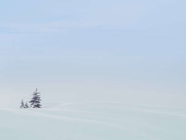 背景,冷杉图片下载