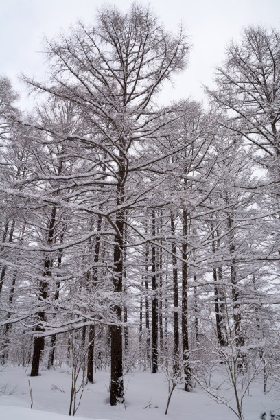 冬季的落叶松林图片下载