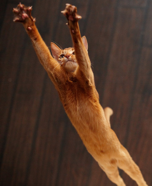 可爱的红猫在玩耍图片下载