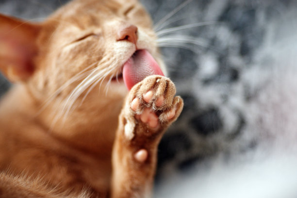 美丽的红色的猫图片下载