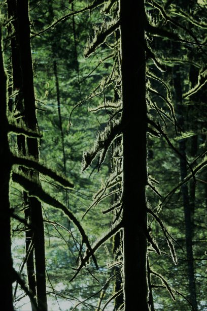 四季下降图片下载