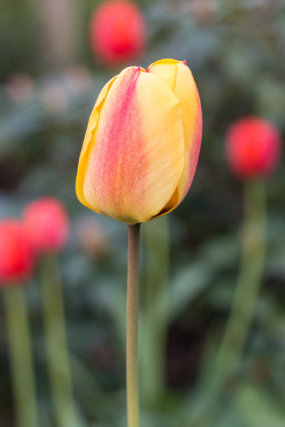 郁金香的特写图片下载