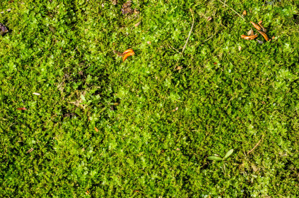 青苔的背景图片下载