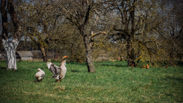 村子里的野白鹅和灰雁。农家国内鹅图片下载