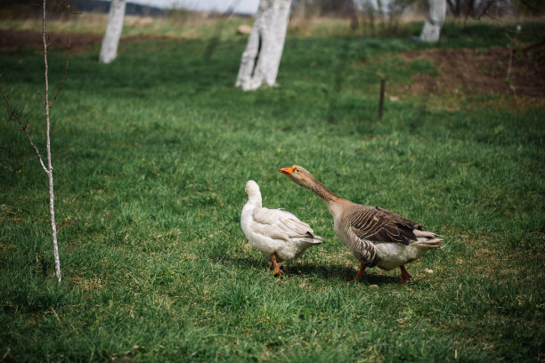 村子里的野白鹅和灰雁。农家国内鹅图片下载