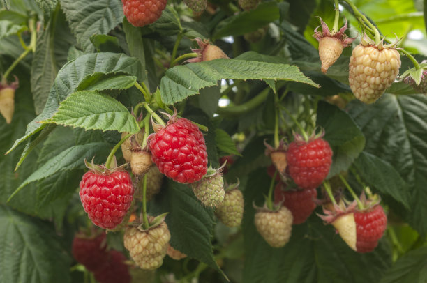 在藤上成熟的树莓的特写图片下载
