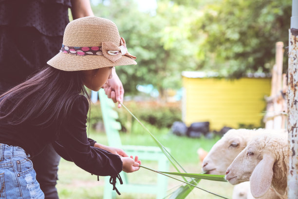 亚洲女孩站在农场喂羊素材图片