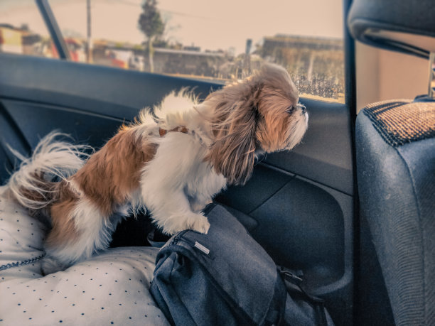 狮子狗乘汽车冒险旅行图片下载