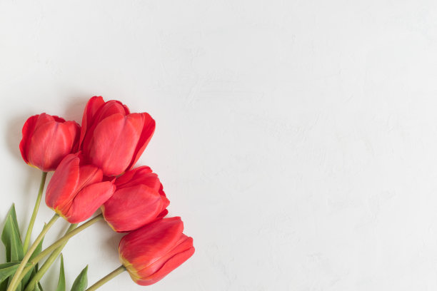 红色郁金香花图片下载