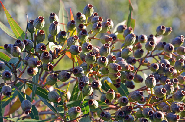 一大堆桉树上的树胶坚果图片下载