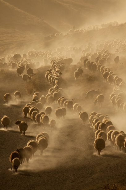 一群羊图片下载