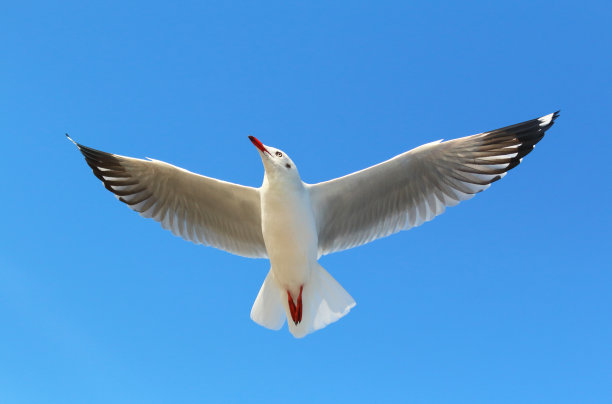 海鸥图片下载