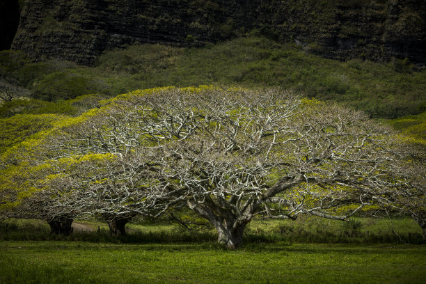 《侏罗纪公园》的拍摄地夏威夷瓦胡岛著名的库亚罗亚牧场旁的树。图片下载