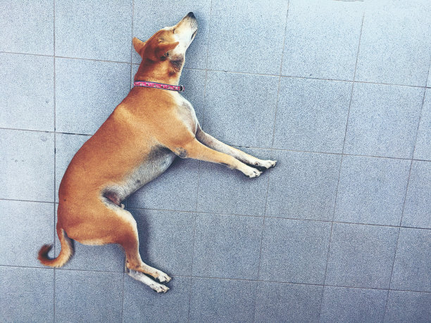 俯视图泰国狗狗睡在水泥地板上。图片下载