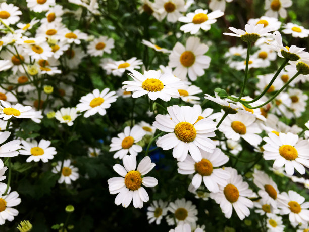 的雏菊图片下载