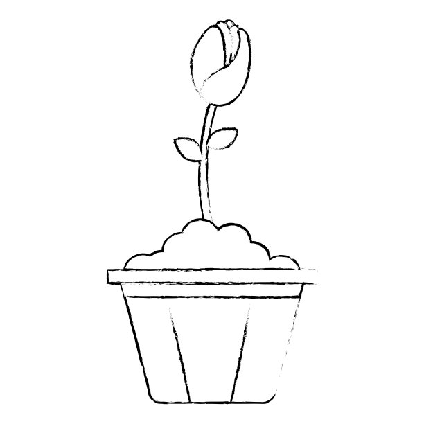 花盆里美丽的玫瑰图片下载