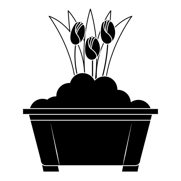 花盆中种植的美丽玫瑰图片下载