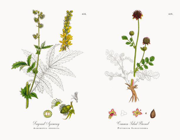 芳香的仙鹤草，仙鹤草，维多利亚植物学插图，1863年图片下载