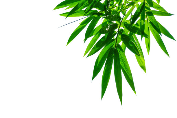 竹叶照片素材ID：304854246