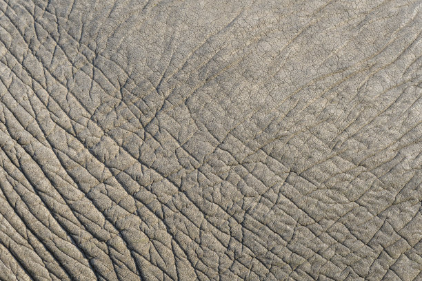 象纹理图片下载