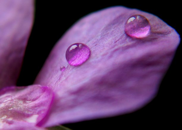 在斯里兰卡一个家庭花园中发现的紫色花瓣上的水滴的近距离观察图片下载