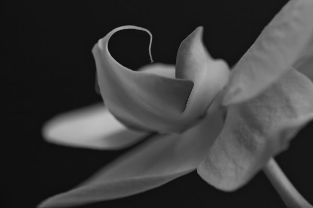 白色的兰花图片下载