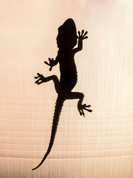 蜥蜴的剪影图片下载