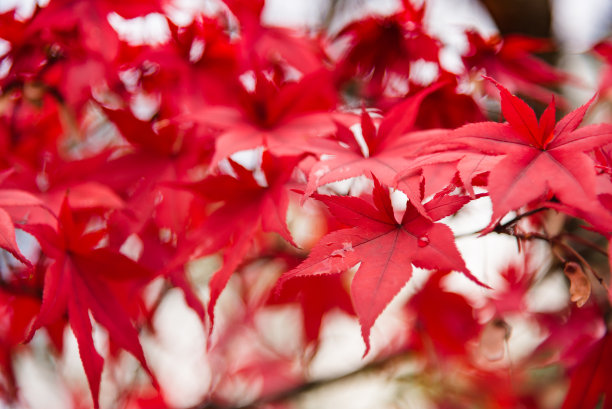 红色的枫叶与模糊的背景，日本秋天的季节。摄于长野县，图片下载