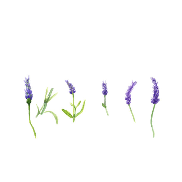 薰衣草花在水彩风格孤立，水彩植物插图上白色图片下载