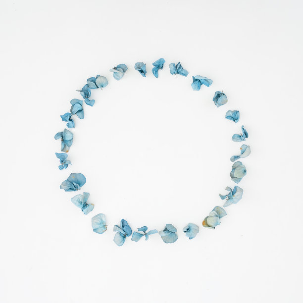 绣球花的框架。平躺，俯视图，孤立在白色背景上图片下载