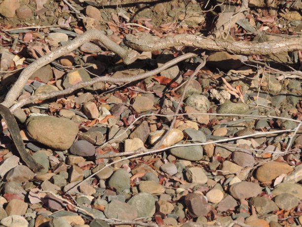 彩色石英石和树根图片下载