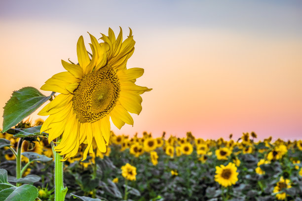 日落时，向日葵在黄昏的田野上。农业背景与有限的景深。图片下载
