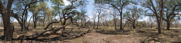 津巴布韦万吉国家公园的老金合欢林全景图图片下载
