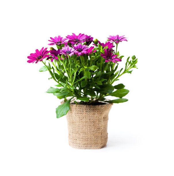 美丽多彩的雏菊花在小盆装饰麻布孤立在白色图片下载
