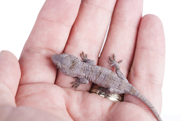 小滴水嘴壁虎的手孤立的白色背景图片下载