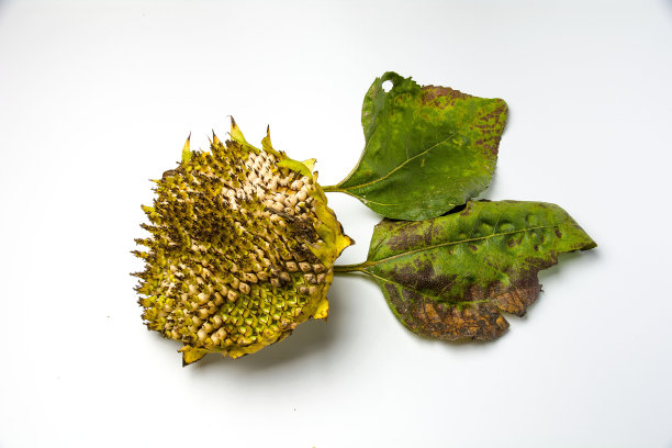 白色的枯萎向日葵图片下载