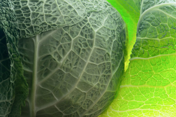 绿色卷心菜的头近距离拍摄图片下载