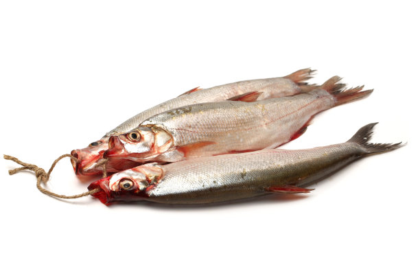 白底上的上嘴钩图片下载