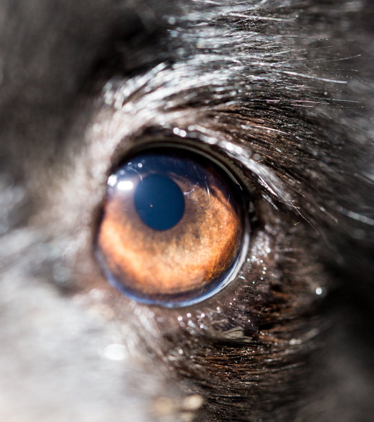 眼睛的狗。特写镜头图片下载