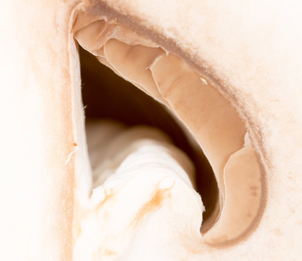 帽蘑菇作为背景图片下载