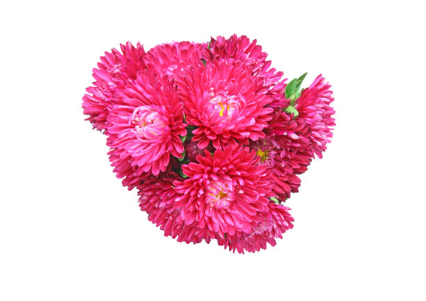 束aster图片下载