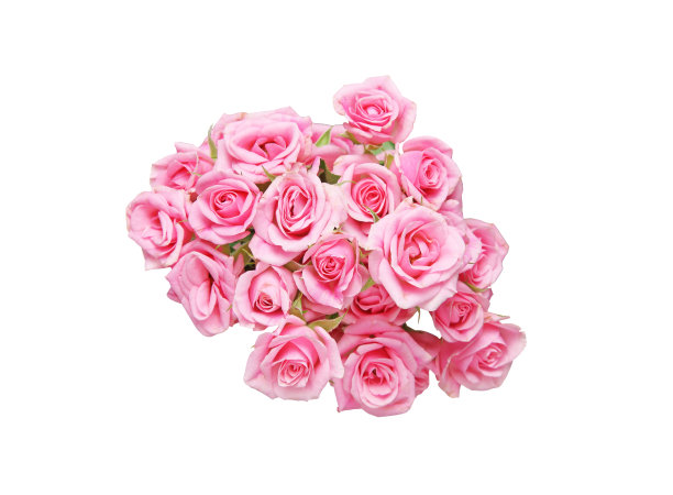 白色背景下的玫瑰花束图片下载