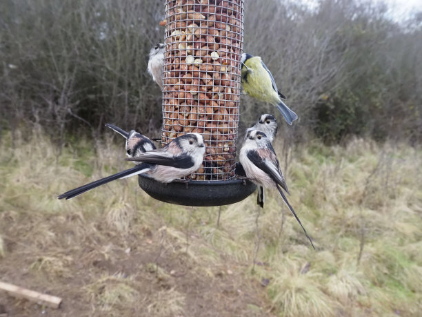 长尾山雀图片下载