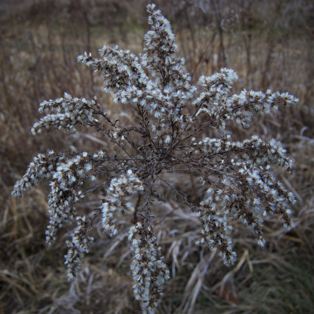 冬天的花图片下载